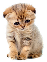Gatinho triste